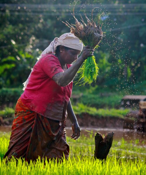 organic-farming-tile